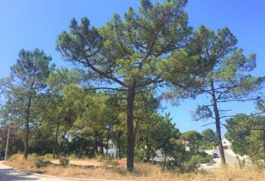 Portugalia, Comporta / Alentejo Coast, Troia