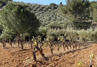 Francja, Bandol, Le Brulat