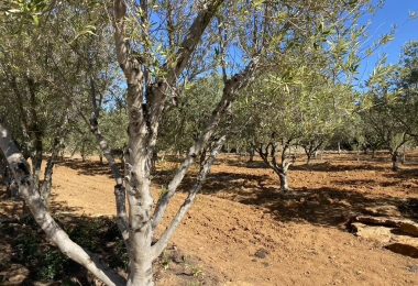 Francja, Bandol, Le Brulat