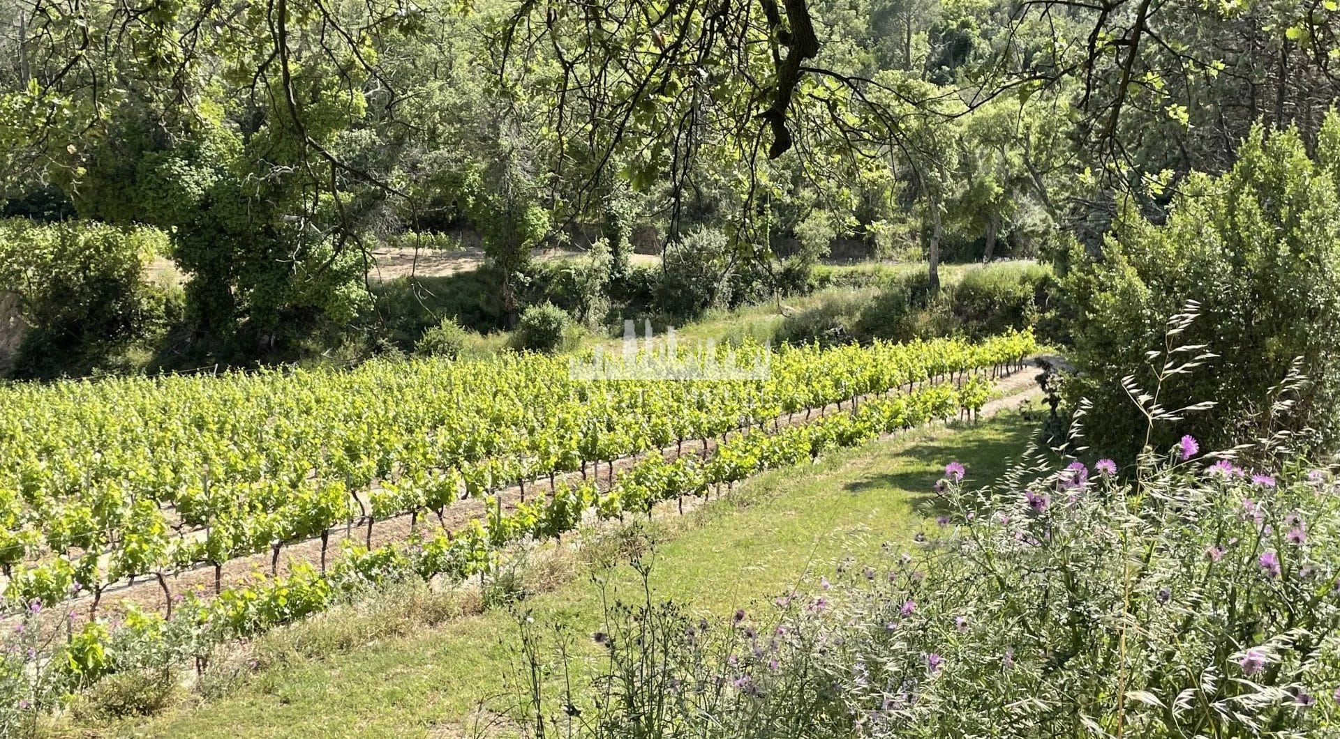 Francja, Grimaud