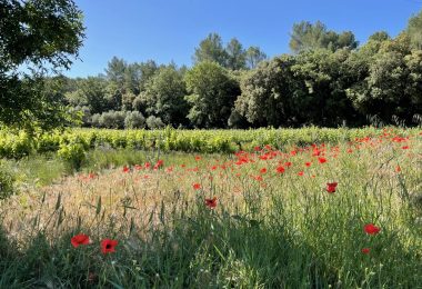 Francja, Cotignac