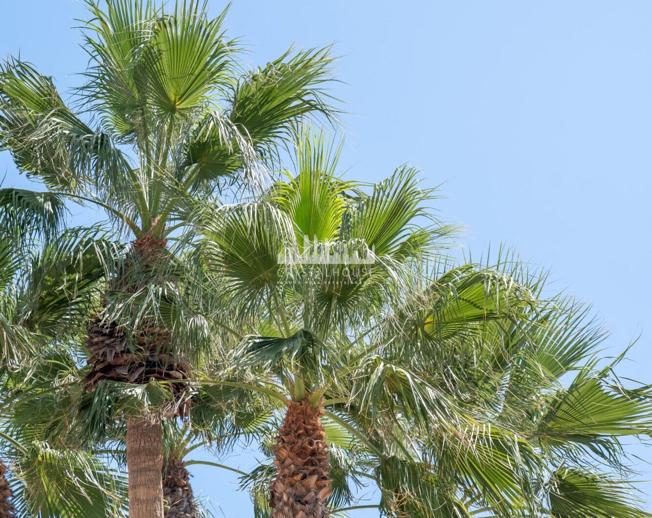 Hiszpania, Estepona