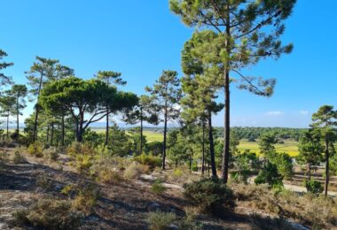 Portugalia, Comporta / Alentejo Coast, Carvalhal