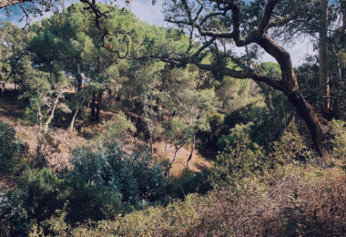 Portugalia, Comporta / Alentejo Coast, Melides