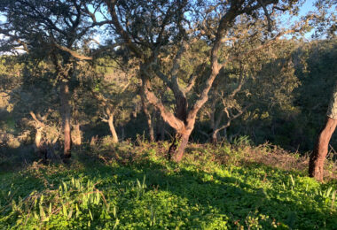 Portugalia, Comporta / Alentejo Coast, Melides