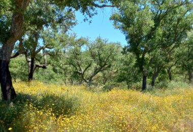 Portugalia, Comporta / Alentejo Coast, Melides