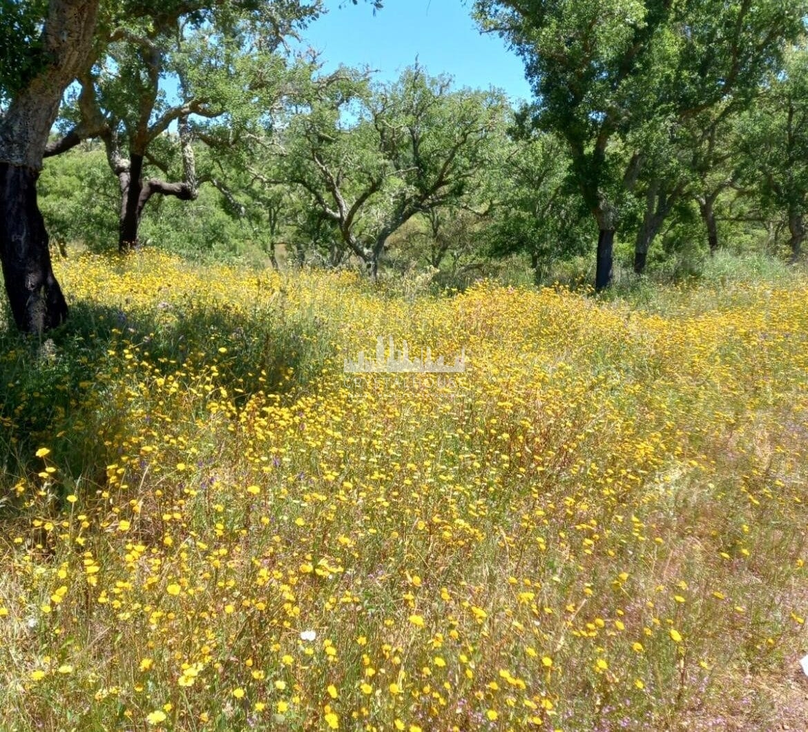 Portugalia, Comporta / Alentejo Coast, Melides