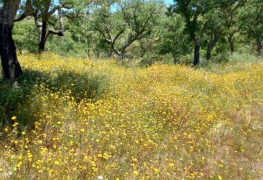 Portugalia, Comporta / Alentejo Coast, Melides