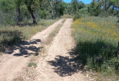 Portugalia, Comporta / Alentejo Coast, Melides