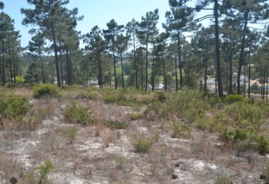 Portugalia, Comporta / Alentejo Coast, Pego