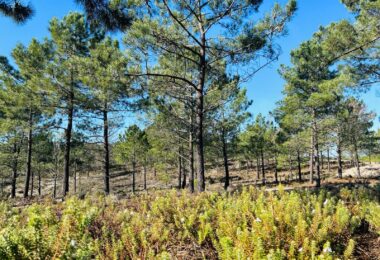 Portugalia, Comporta / Alentejo Coast, Carvalhal