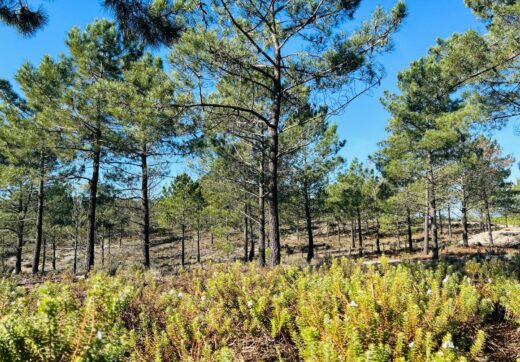 Portugalia, Comporta / Alentejo Coast, Carvalhal