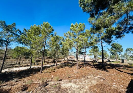Portugalia, Comporta / Alentejo Coast, Carvalhal