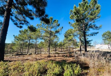 Portugalia, Comporta / Alentejo Coast, Carvalhal
