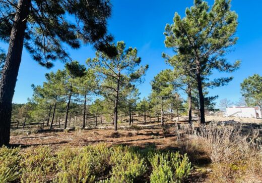Portugalia, Comporta / Alentejo Coast, Carvalhal