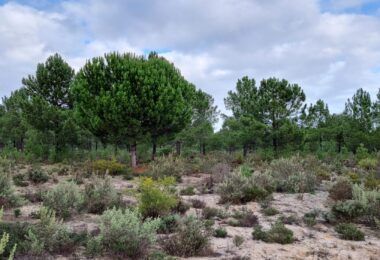 Portugalia, Comporta / Alentejo Coast, Muda