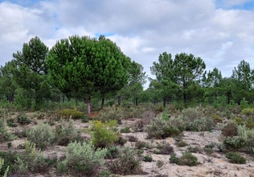 Portugalia, Comporta / Alentejo Coast, Muda