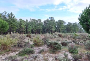 Portugalia, Comporta / Alentejo Coast, Muda
