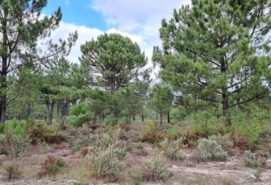 Portugalia, Comporta / Alentejo Coast, Muda