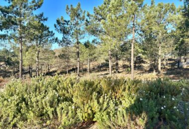 Portugalia, Comporta / Alentejo Coast, Carvalhal