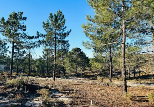Portugalia, Comporta / Alentejo Coast, Carvalhal
