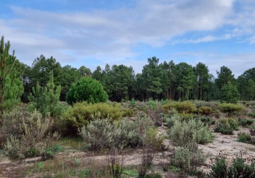 Portugalia, Comporta / Alentejo Coast, Muda