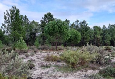 Portugalia, Comporta / Alentejo Coast, Muda