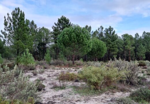 Portugalia, Comporta / Alentejo Coast, Muda