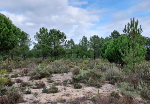 Portugalia, Comporta / Alentejo Coast, Muda