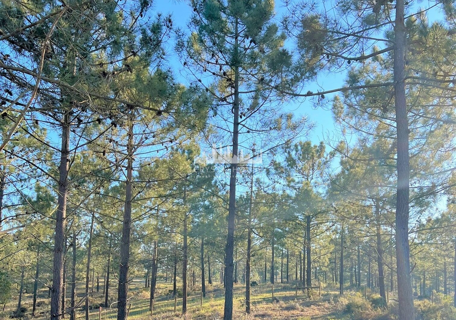 Portugalia, Comporta / Alentejo Coast, Carvalhal