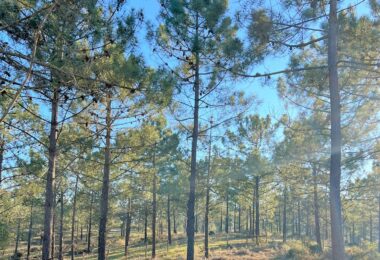 Portugalia, Comporta / Alentejo Coast, Carvalhal