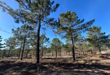 Portugalia, Comporta / Alentejo Coast, Carvalhal
