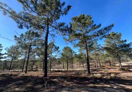 Portugalia, Comporta / Alentejo Coast, Carvalhal