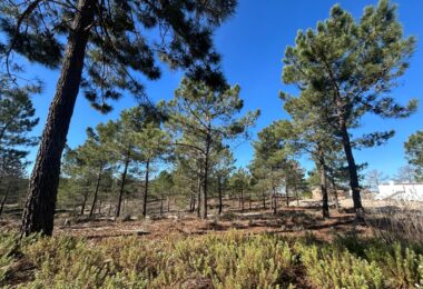Portugalia, Comporta / Alentejo Coast, Carvalhal