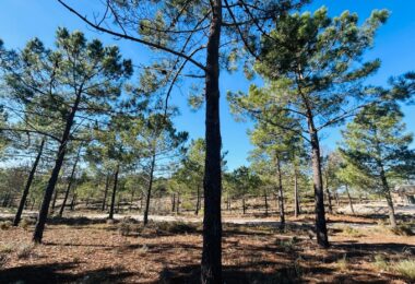 Portugalia, Comporta / Alentejo Coast, Carvalhal