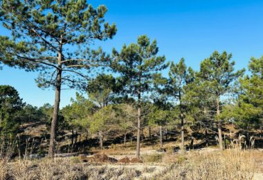 Portugalia, Comporta / Alentejo Coast, Carvalhal