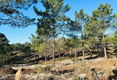 Portugalia, Comporta / Alentejo Coast, Carvalhal