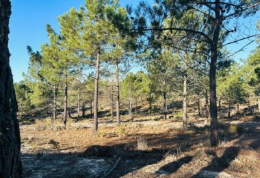 Portugalia, Comporta / Alentejo Coast, Carvalhal