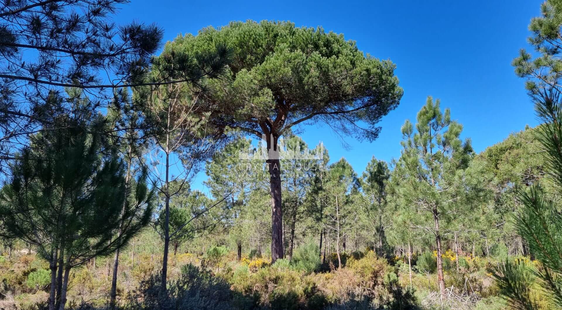 Portugalia, Comporta / Alentejo Coast, Muda