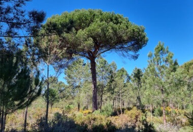 Portugalia, Comporta / Alentejo Coast, Muda
