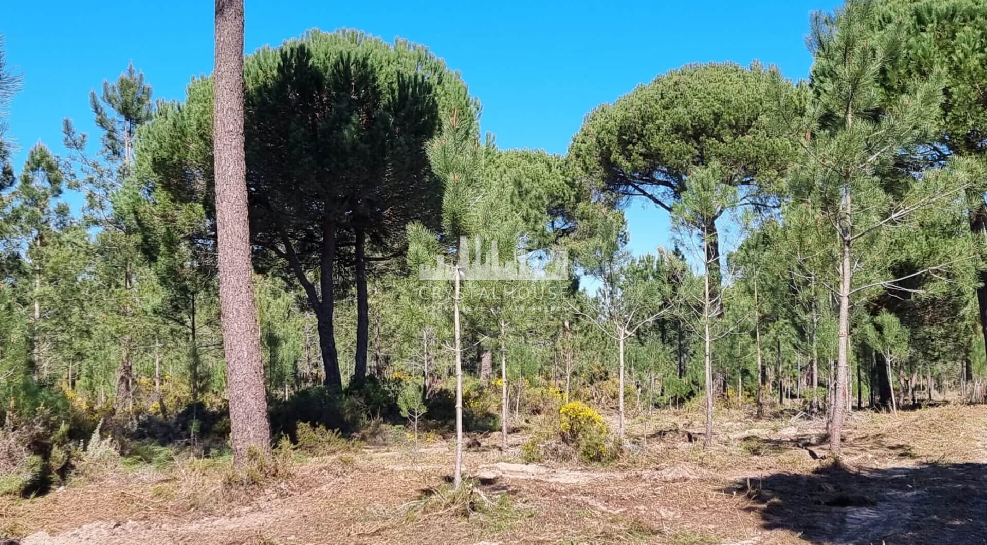 Portugalia, Comporta / Alentejo Coast, Muda