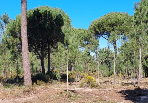 Portugalia, Comporta / Alentejo Coast, Muda