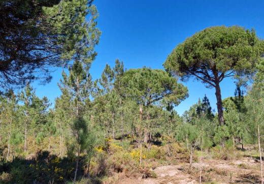 Portugalia, Comporta / Alentejo Coast, Muda