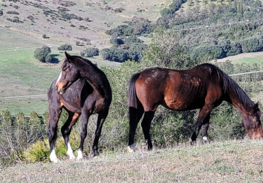 Hiszpania, San Martin del Tesorillo