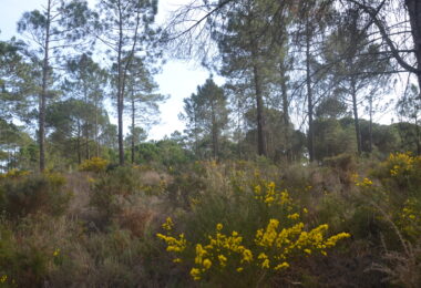 Portugalia, Comporta / Alentejo Coast, Comporta
