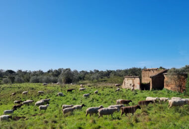 Portugalia, Comporta / Alentejo Coast, Comporta