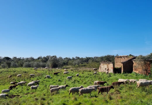 Portugalia, Comporta / Alentejo Coast, Comporta