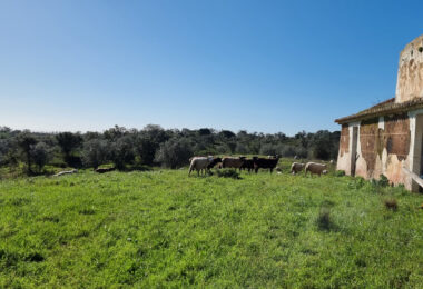 Portugalia, Comporta / Alentejo Coast, Comporta