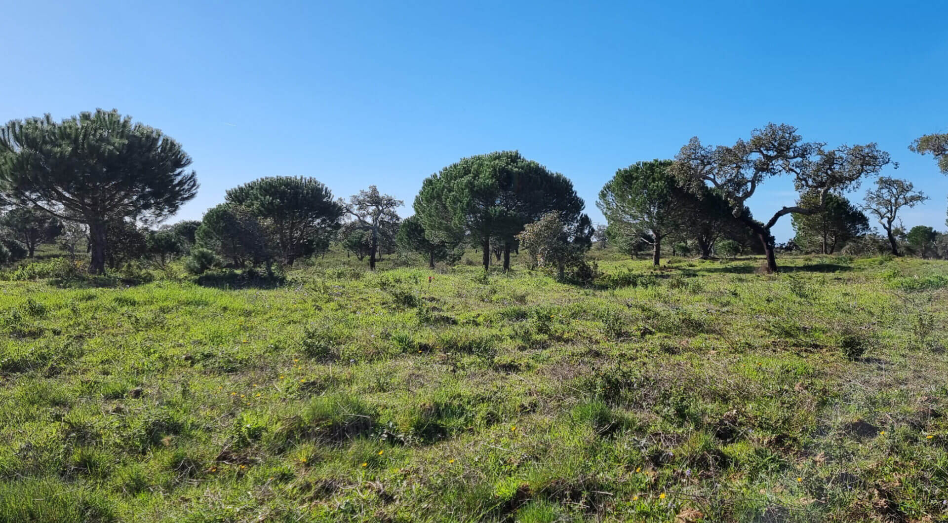 Portugalia, Comporta / Alentejo Coast, Comporta
