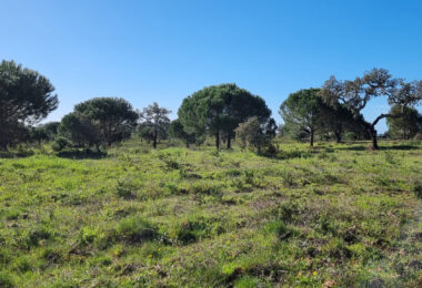 Portugalia, Comporta / Alentejo Coast, Comporta